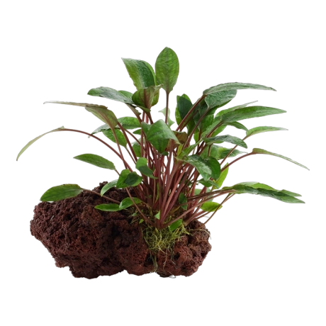 Cryptocoryne beckettii 'Petchii' uz lavas klints