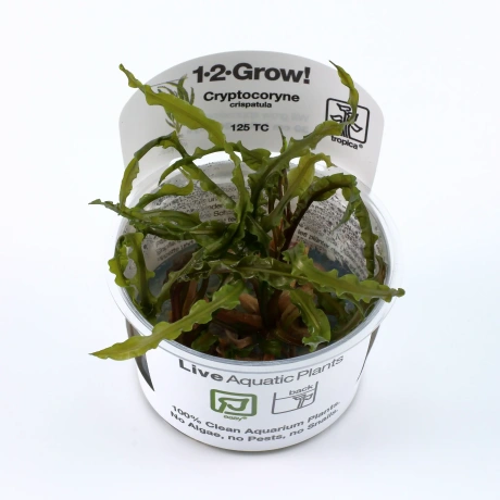 Cryptocoryne crispatula 1-2Grow (Криптокорина курчавая разн. Балансэ)