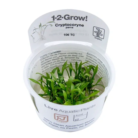 Cryptocoryne parva 1-2-Grow