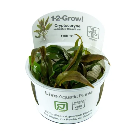 Cryptocoryne undulata 'Broad Leaf' 1-2Grow