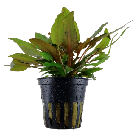 Cryptocoryne wendtii "Tropica" в горшке