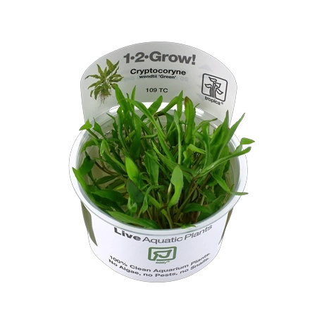 Cryptocoryne wendtii 'Green'