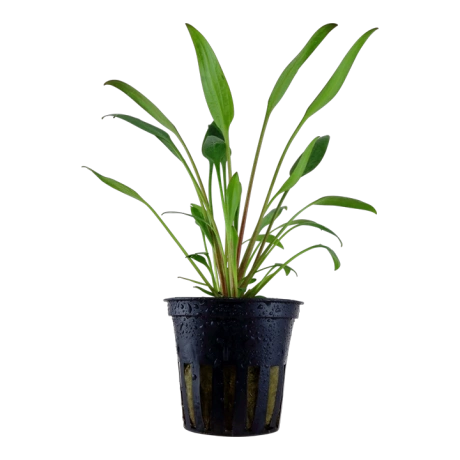 Криптокорина Виллиса (Cryptocoryne willisii)