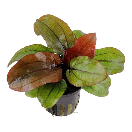 Echinodorus 'Reni' в горшке