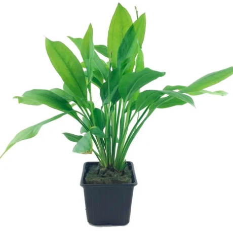 Echinodorus grisebachii 'Bleherae' XL