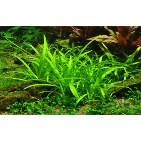 Sagittaria subulata