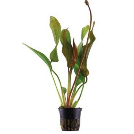 Echinodorus "Sarkanais dimants"