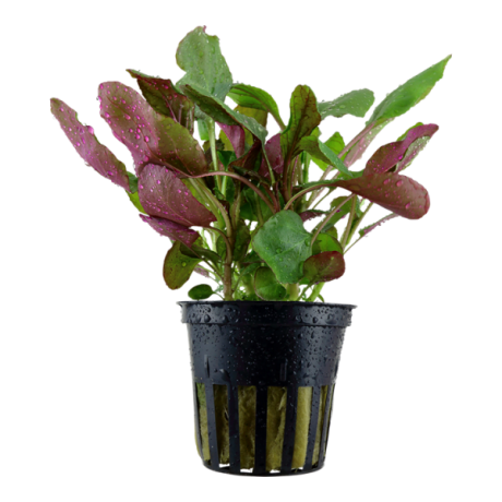 Lobelia cardinalis
