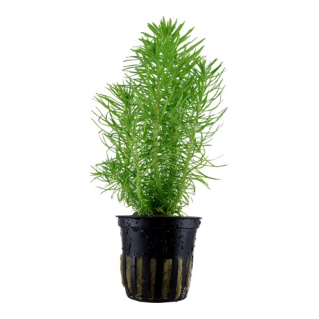 Pogostemon deccanensis