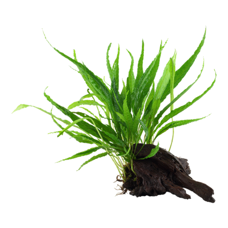 Microsorum pteropus windelov на коряжке