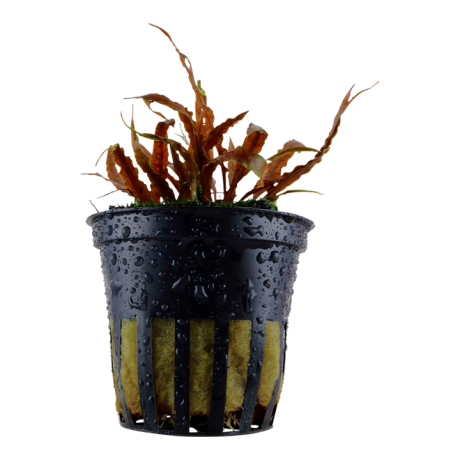 Cryptocoryne albida “Brown” в горшке
