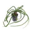 10232-crinum.jpg.webp