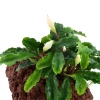 10237-4-7-1-3.jpg.webp