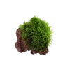 10239-003-yls-tyxiphyllum-barbieri-rgb-3-1-x.png.webp