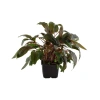 4026-109e-xl-cryptocoryne-wendtii-tropica-rgb-1-.jpg.webp