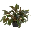 4026-109e-xl-cryptocoryne-wendtii-tropica-rgb-2-1-.jpg.webp