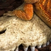 4362-repti-zoo-crocodile-skul-13.jpg.webp