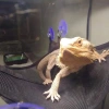 4403-repti-zoo-hammock-l-hama-7.jpg.webp