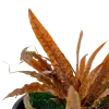 5133-3-6-545.png.webp