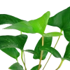6101-3-2-436.png.webp