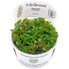 6303-bacopa-caroliniana-1-2-grow.jpg.webp