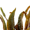 3204.png
