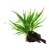 Microsorum pteropus windelov на коряжке