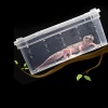 terrario-terrarium-fauna-23.jpg