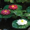 pontec-pondolily-set-3-p-3.jpg