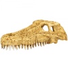 repti-zoo-crocodile-skul-10.jpg