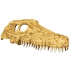 repti-zoo-crocodile-skul-12.jpg