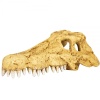repti-zoo-crocodile-skul-15.jpg