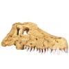 repti-zoo-crocodile-skul-17.jpg