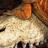repti-zoo-crocodile-skul-18.jpg