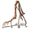 rhizophora-mangle-the-re-1.jpg