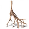rhizophora-mangle-the-re-2.jpg