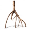 rhizophora-mangle-the-re-3.jpg
