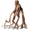 rhizophora-mangle-the-re.jpg