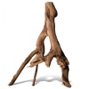 rhizophora-mangle-the-re-15.jpg