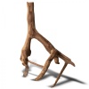 rhizophora-mangle-the-re-17.jpg